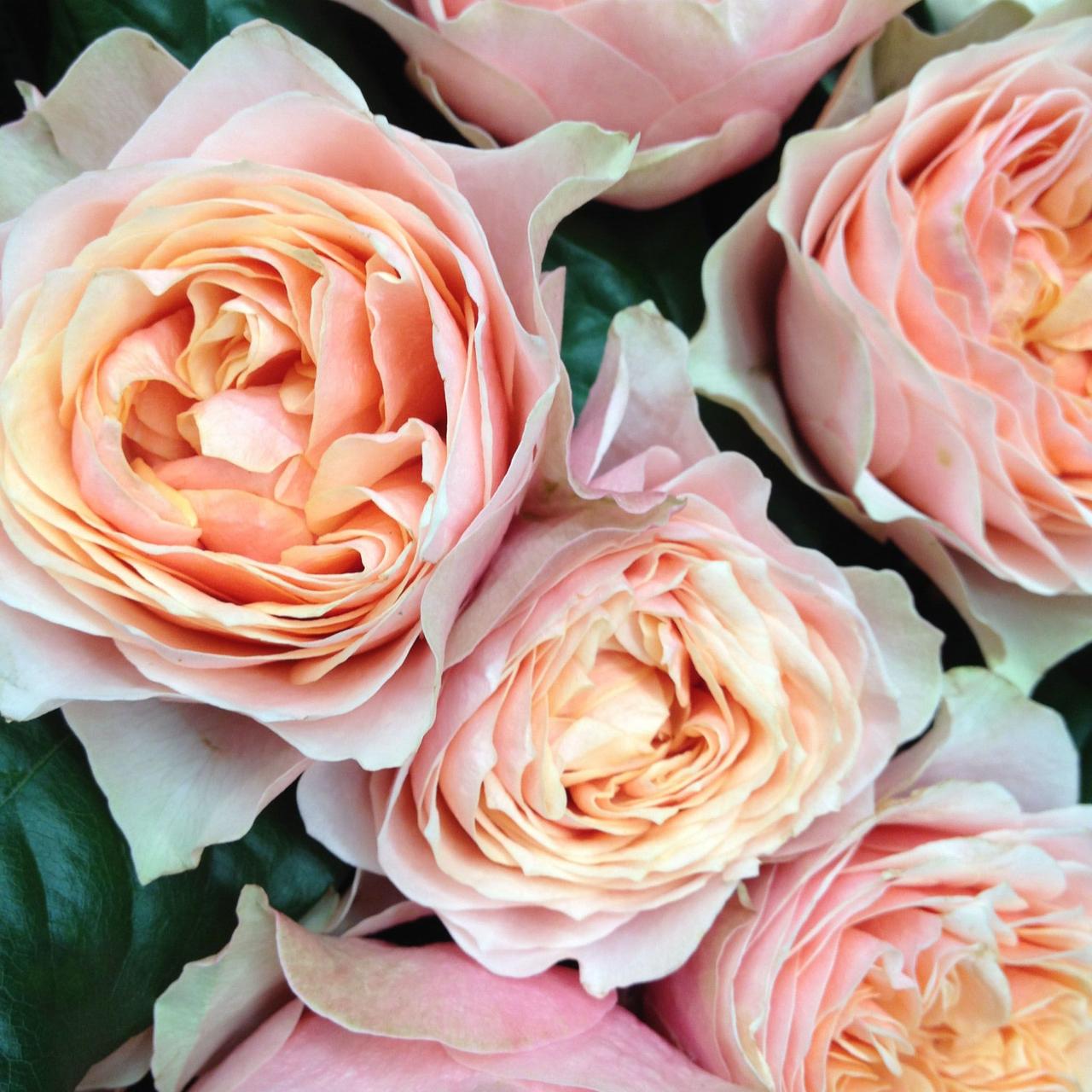 Троянда Голд Вувузела, фото 1