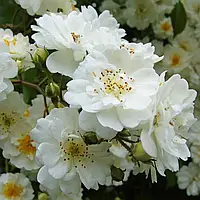 Троянда Гірлянд де Амур