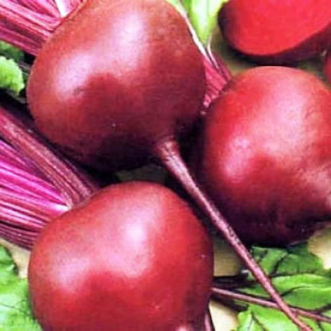 Насіння Буряк столовий Кардинал, фото 1