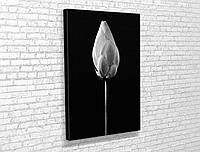 Картина у вітальню спальню для інтер'єру Білий тюльпан KIL Art 51x34 см (778)