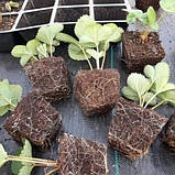 Касета для розсади 40 осередків (36*56 см), фото 4