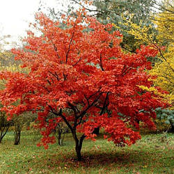 Acer ginnala, Клен Гіннала, 200 см