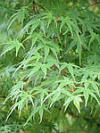 Клен пальмолистий, Клен японський, Acer palmatum, 350 см, фото 9