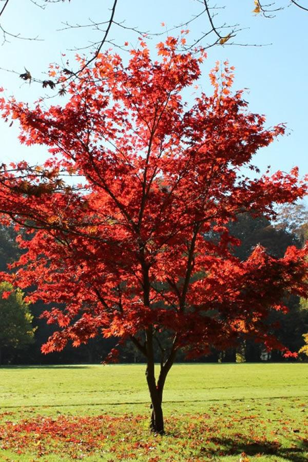 Клен японський, Acer palmatum, 350 см