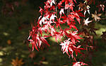 Клен пальмолистий, Клен японський, Acer palmatum, 350 см, фото 3