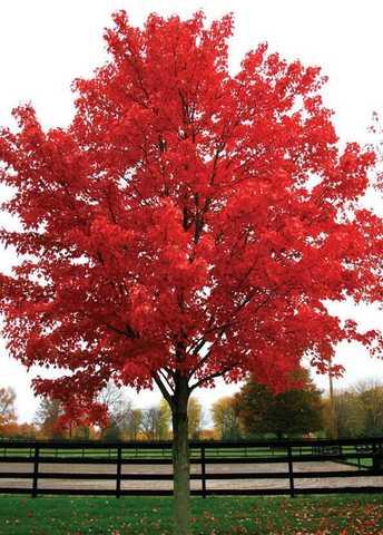 Acer rubrum, Клен червоний 350 см