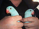 Малюки Ожерелового попуги (Індійський кільчастий попуга), фото 5