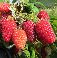 Малина Маравілла (в касеті)