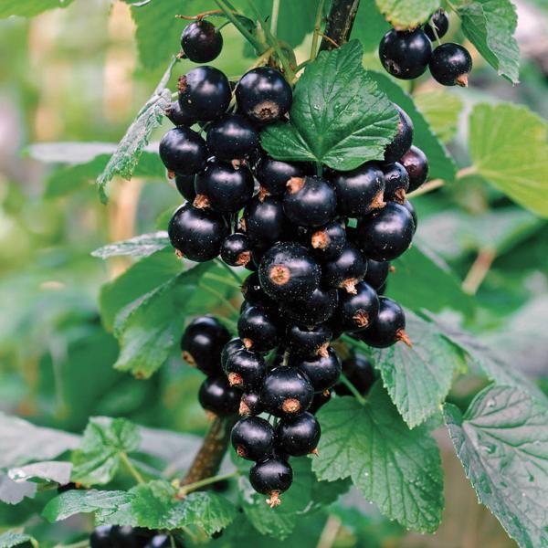 Смородина чорна Аркадія, фото 1