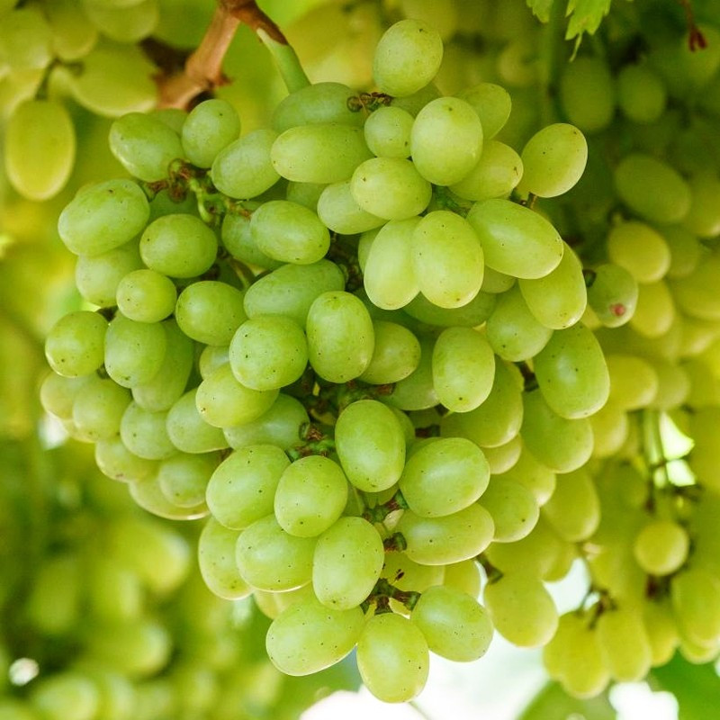 Виноград Мелодія