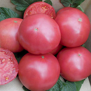 Томат Рання любов 0,1 г, насіння Яскрава, фото 2