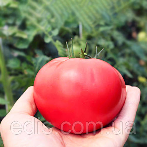 Томат Рання любов 0,1 г, насіння Яскрава