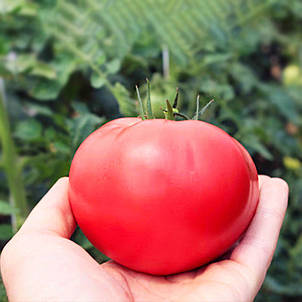 Томат Рання любов 0,1 г, насіння Яскрава, фото 1