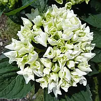 Гортензія крупнолистна Вуду (3-х річна) С2