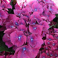 Гортензія крупнолистна Спіді Ред Ліла (3-х річна) С2