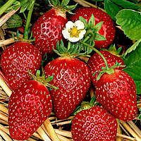 Полуниця "Ананасна"