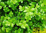 Самшит дрібнолистий Вінтер Джем, Buxus microphylla Winter Gem, 30см, фото 3