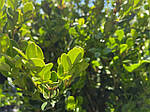 Самшит дрібнолистий Вінтер Джем, Buxus microphylla Winter Gem, 30см, фото 4