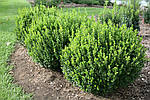 Самшит дрібнолистий Вінтер Джем, Buxus microphylla Winter Gem, 30см, фото 5