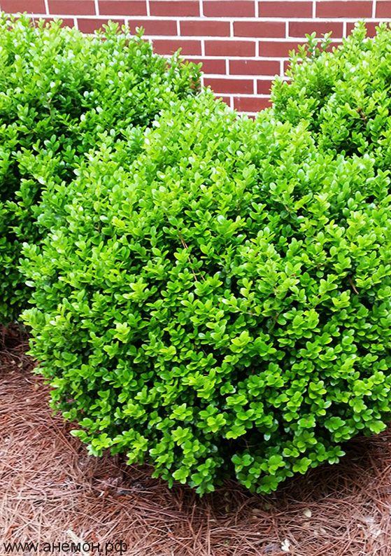 Самшит дрібнолистий Вінтер Джем, Buxus microphylla Winter Gem, 30см