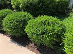 Самшит дрібнолистий Вінтер Джем, Buxus microphylla Winter Gem, 30см, фото 6