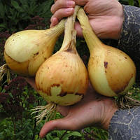 Цибуля Ексибишен