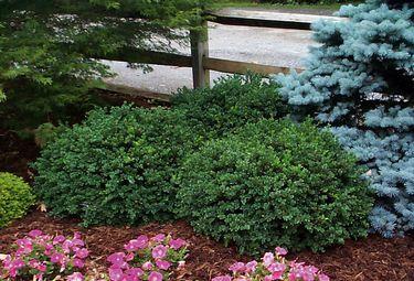 Самшит вічнозелений, Buxus sempervirens "Vardar valley"  30см