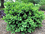 Самшит вічнозелений, Buxus sempervirens "Vardar valley"  30см, фото 5