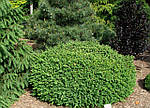 Самшит вічнозелений, Buxus sempervirens "Vardar valley"  30см, фото 6