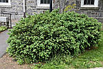 Самшит вічнозелений, Buxus sempervirens "Vardar valley"  30см, фото 3