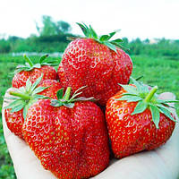 Полуниця Гигантелла Максі (в касеті)