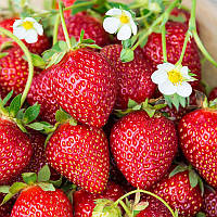 Полуниця Мальвіна (в касеті) + Подарунок