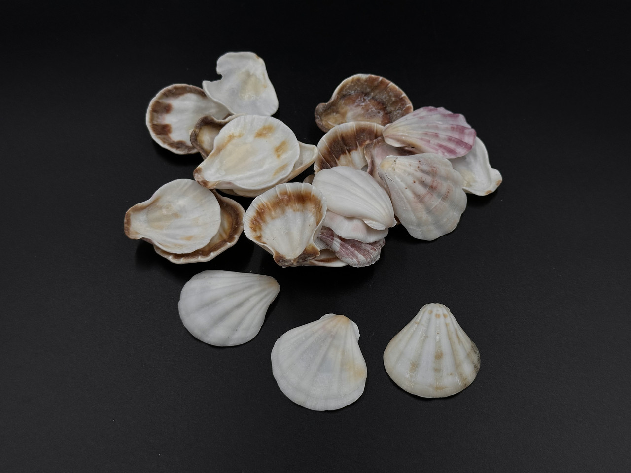 Набір морських ракушок. 80грам