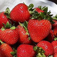 Полуниця Сальса (в касеті) + Подарунок