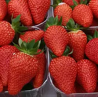 Полуниця Філон (в касеті) + Подарунок