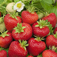 Полуниця Скала (в касеті) + Подарунок