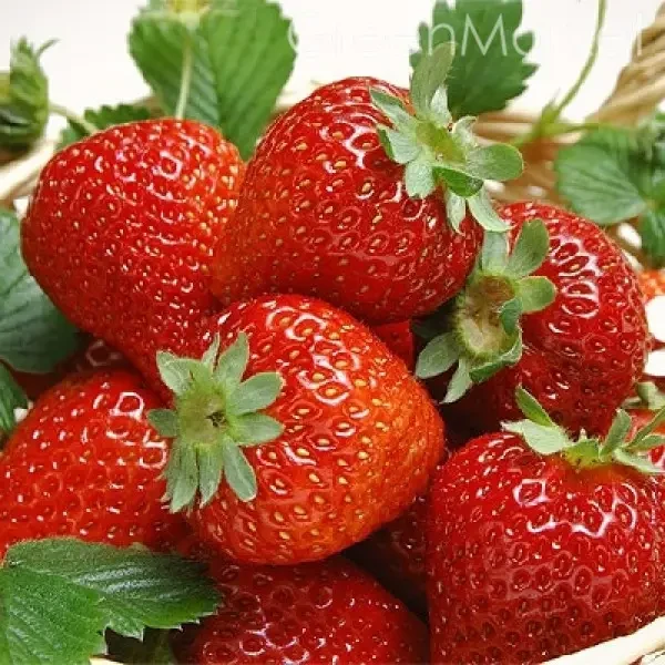 Полуниця Фортуна (в касеті) + Подарунок