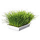 Трава Trixie Soft Grass для котів та кошенят контейнер пластик 100 г (*), фото 3