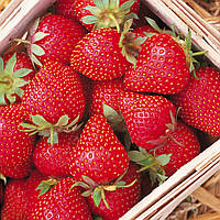 Полуниця Роксана (в касеті) + Подарунок