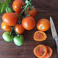 Насіння томату Ростік золотий F1 10 шт