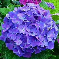 Гортензія крупнолистна Європа (3-х річна) С2