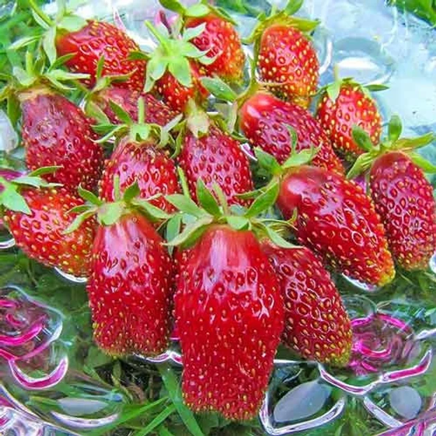 Суницеполуниця Лапуля