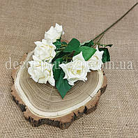 Гілка троянди дрібної кущової гостролистої. 50см. Молочна