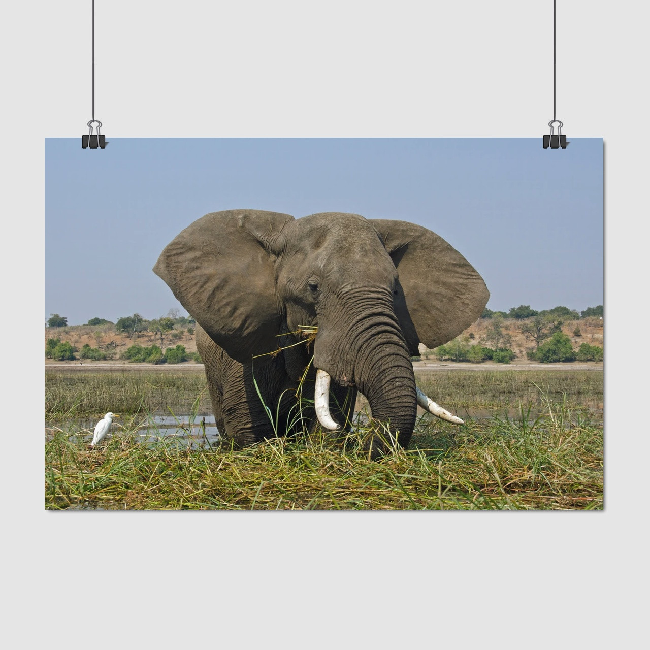 Плакат "Слон у річці їсть очерет", 40×60см