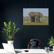 Плакат "Слон у річці їсть очерет", 40×60см, фото 3