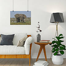 Плакат "Слон у річці їсть очерет", 40×60см, фото 4