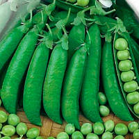 Горох "Адагумський"