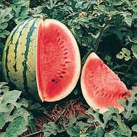 Кавун "Крімсон світ"