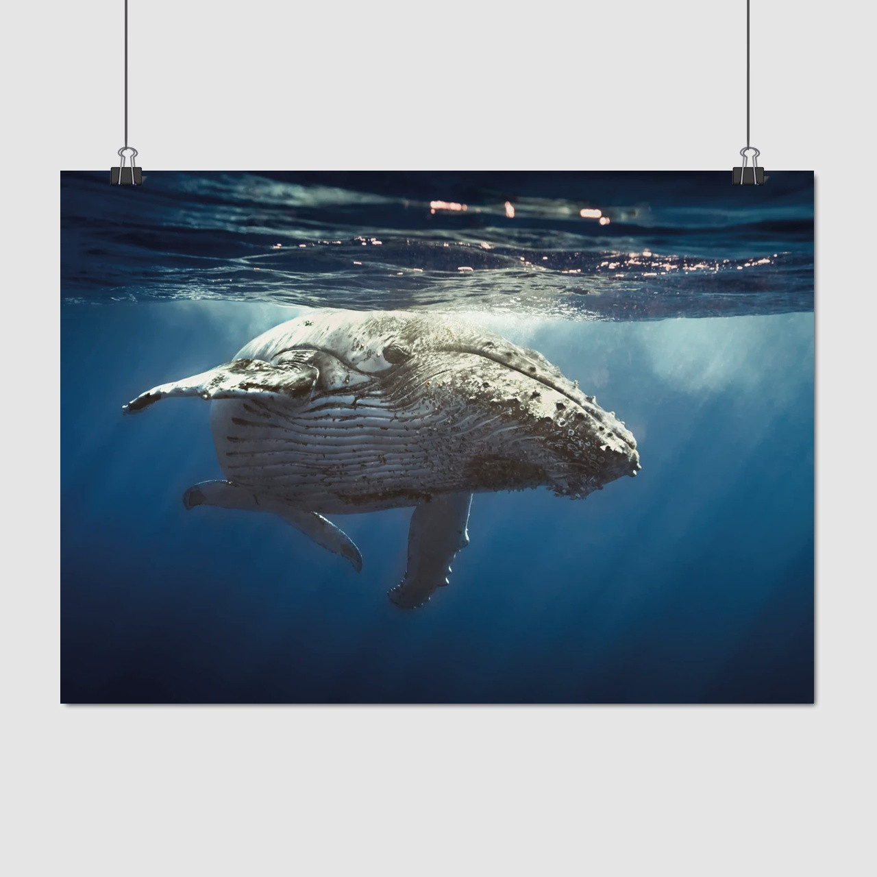 Плакат "Синій кіт у воді, big whale", 43×60см