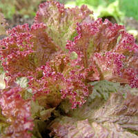 Насіння Салат "Лолла-Росса" 30 шт